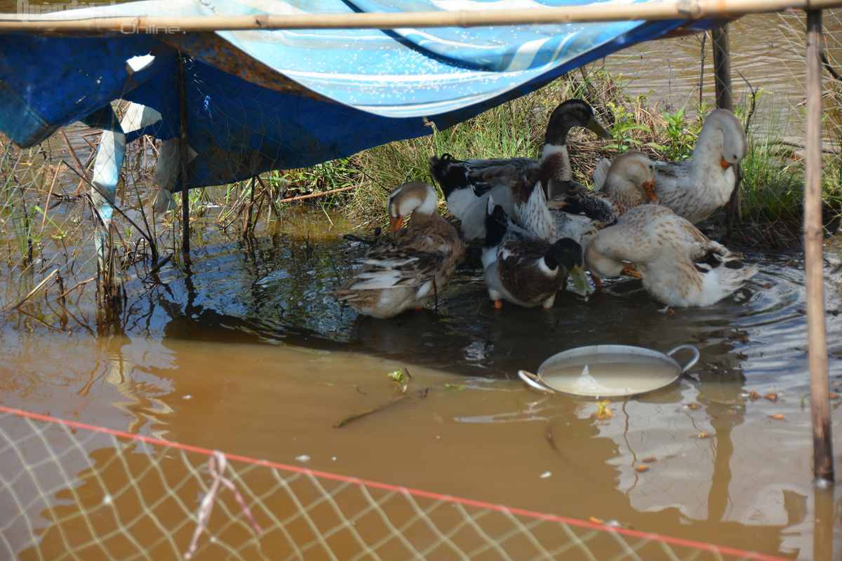 Góc tăng gia để cải thiện bữa ăn của cán bộ, chiến sĩ tại chốt.